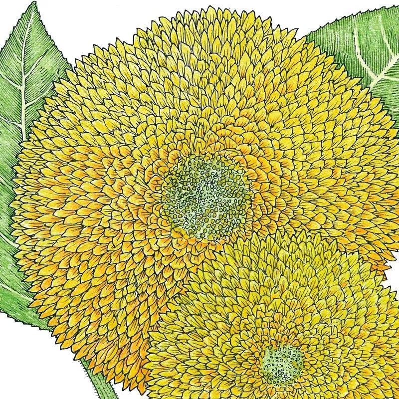 organic-sunflower-teddy-bear-1-4-lb Organic Sunflower, Teddy Bear (1/4 lb)