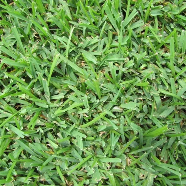 palmetto-st-augustine-grass-plugs Palmetto St Augustine Grass Plugs