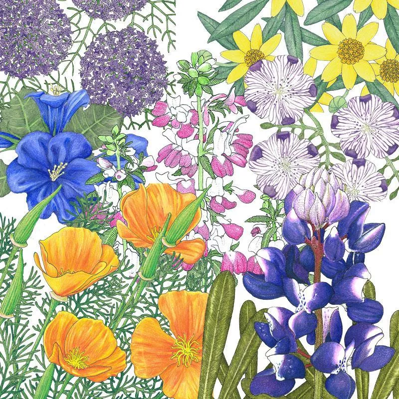peaceful-valley-california-native-pollinator-blend-lb Peaceful Valley California Native Pollinator Blend (lb)