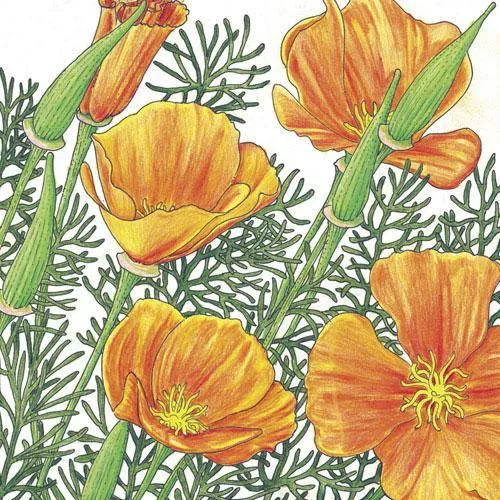 poppy-california-golden-1-4-lb Poppy, California Golden (1/4 lb)