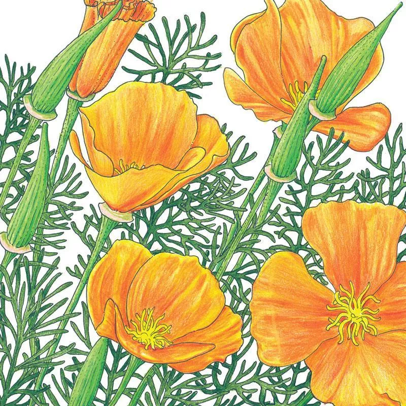 poppy-california-golden-lb Poppy, California Golden (lb)