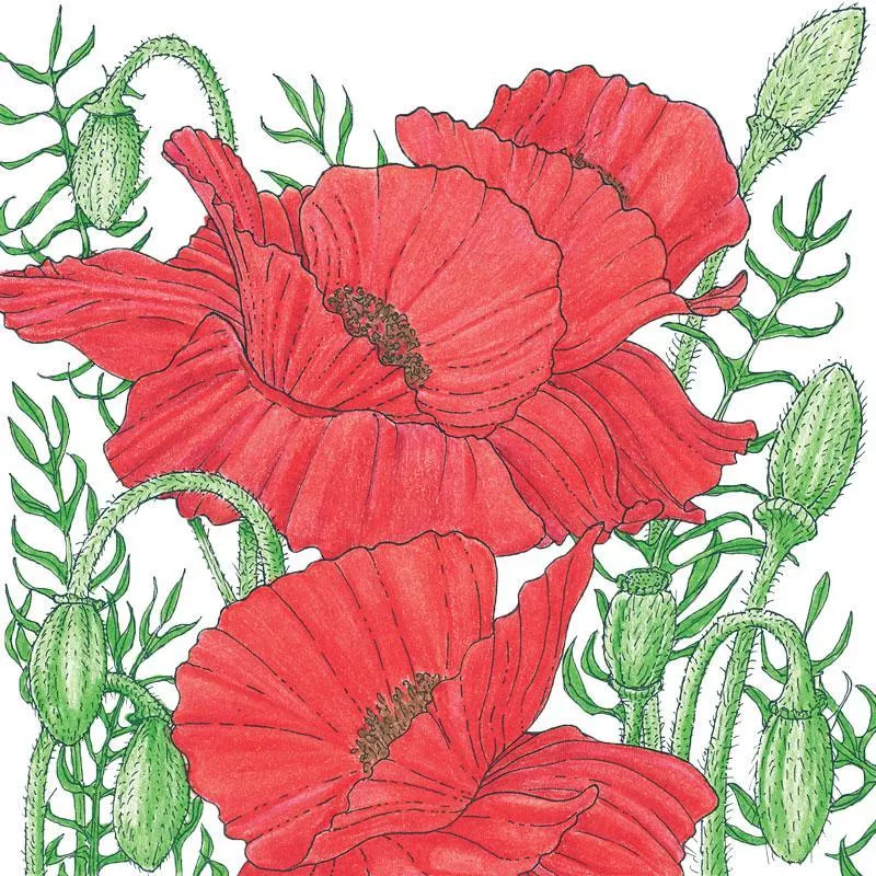 poppy-corn-lb Poppy, Corn (lb)