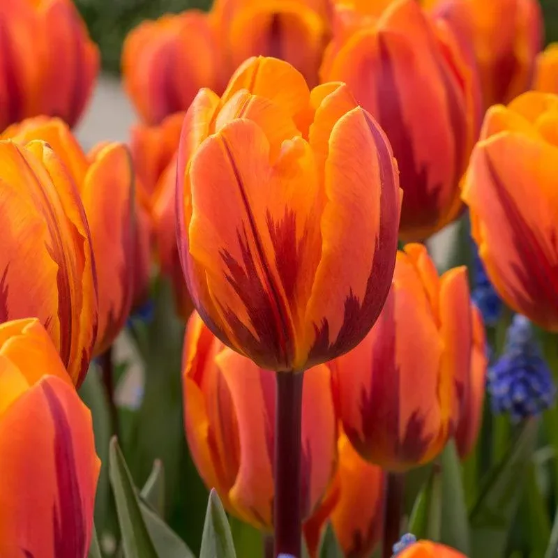 princess-irene-triumph-tulip-bulbs-pack-7 Princess Irene Triumph Tulip Bulbs (Pack of 7)