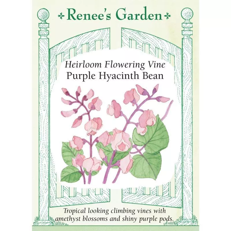 purple-hyacinth-bean-heirloom-flowering-vine-seeds ‘Purple Hyacinth Bean’ Heirloom Flowering Vine Seeds
