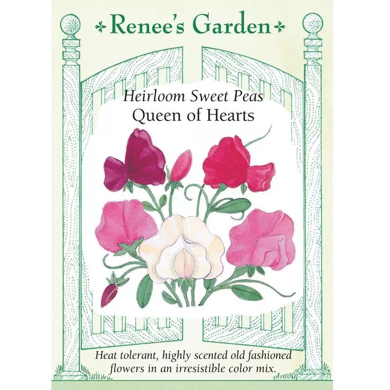 queen-hearts-antique-sweet-pea-flower-seeds Queen of Hearts Antique Sweet Pea Flower Seeds