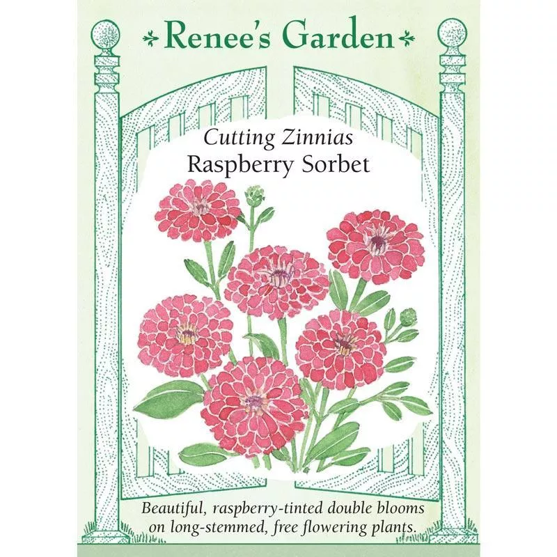 raspberry-sorbet-cutting-zinnia-flower-seeds Raspberry Sorbet Cutting Zinnia Flower Seeds