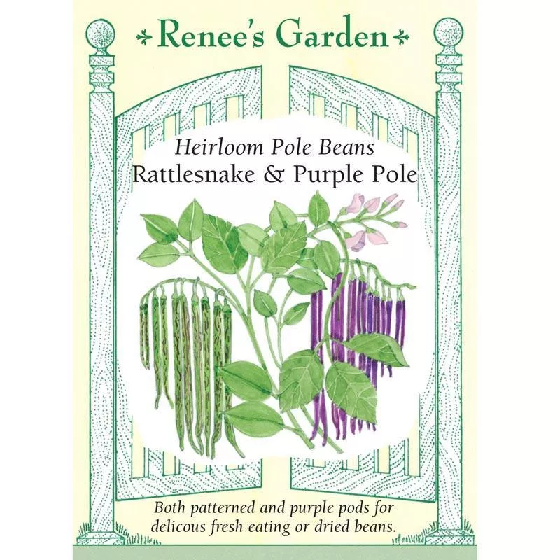 rattlesnake-purple-pole-bean-seeds ‘Rattlesnake & Purple Pole’ Bean Seeds