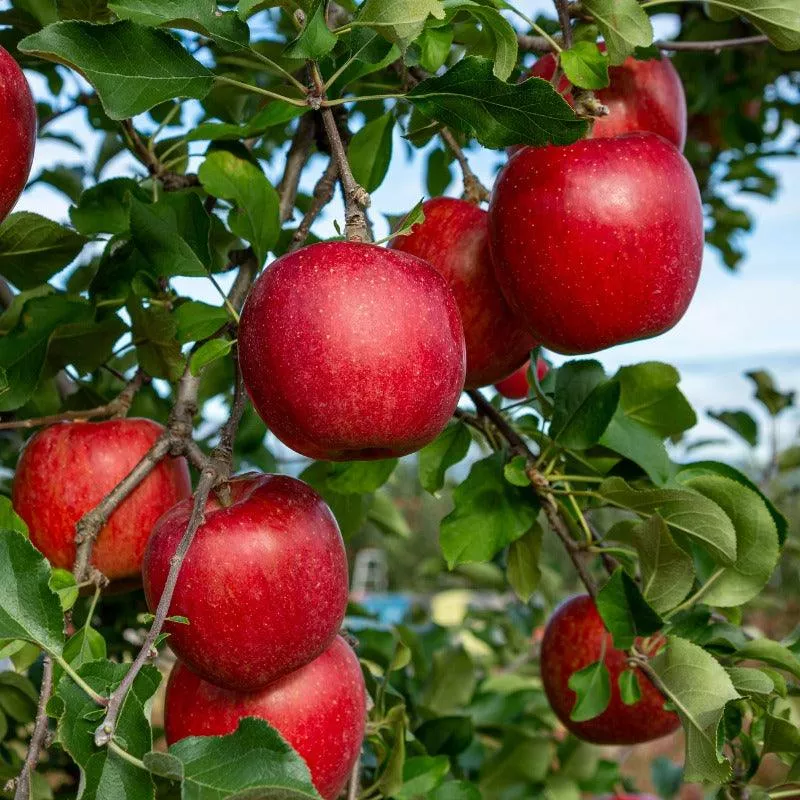 Red Delicious (Bisbee Spur) Apple Tree