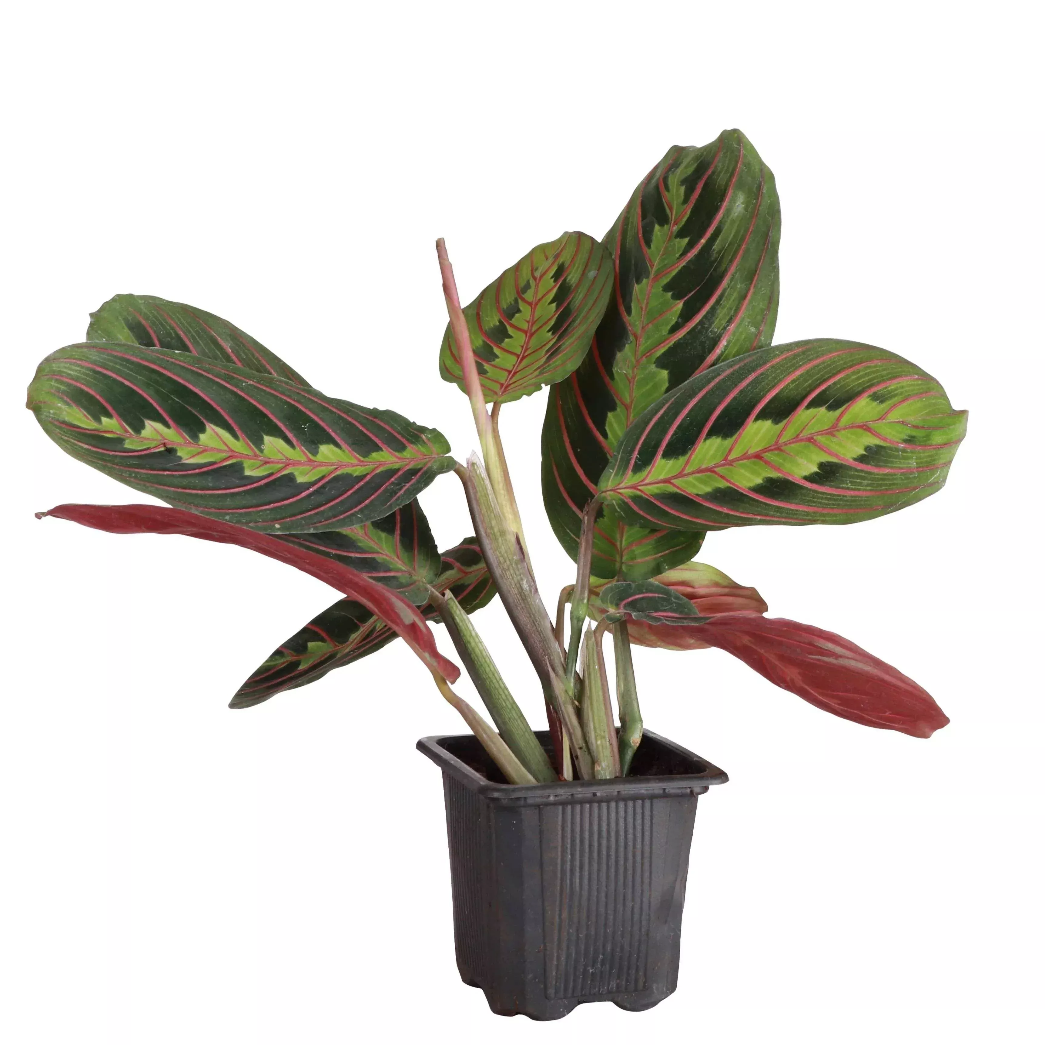red-prayer-plant-live-plant Red Prayer Plant - Live Plant: