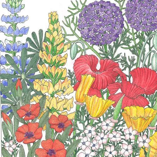 regional-northwest-wildflower-mix-lb Regional Northwest Wildflower Mix (lb)