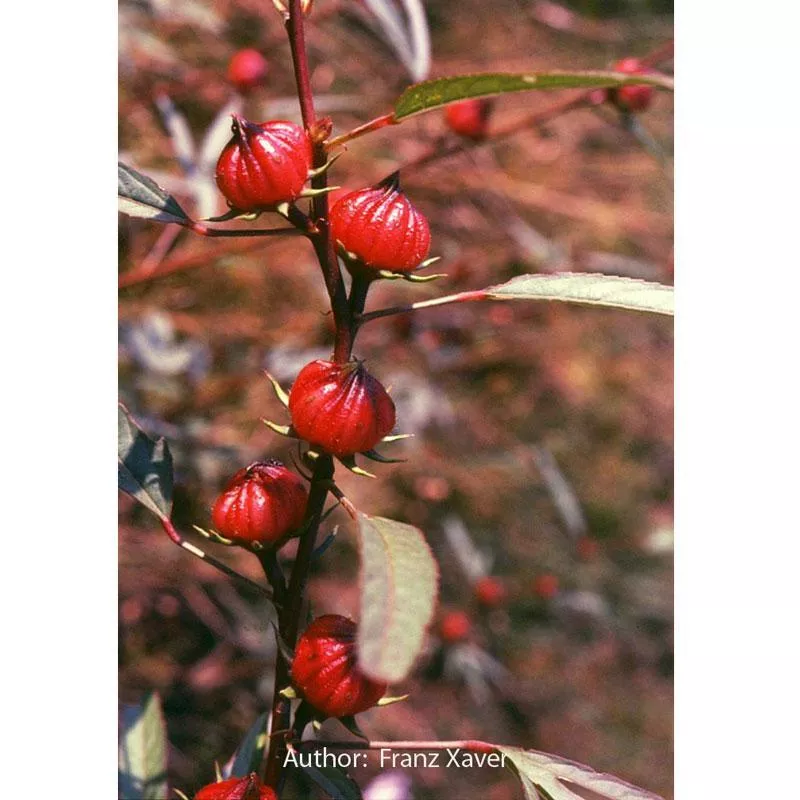 roselle-hibiscus-seeds-organic Roselle Hibiscus Seeds (Organic)