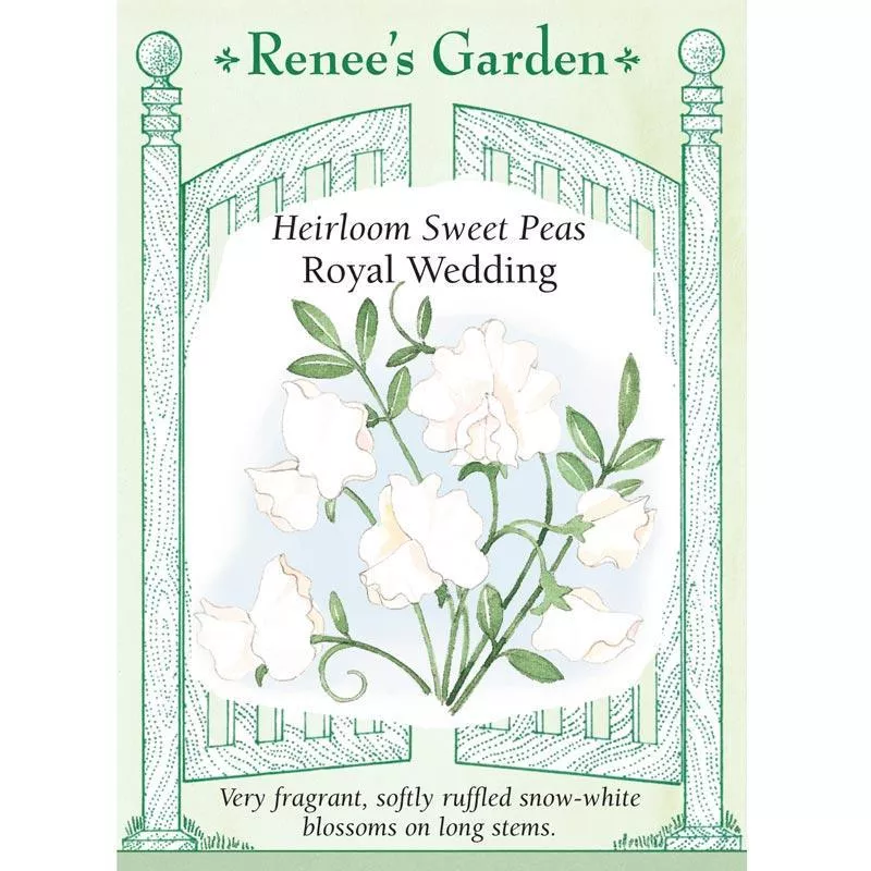 royal-wedding-heirloom-sweet-pea-seeds ‘Royal Wedding’ Heirloom Sweet Pea Seeds