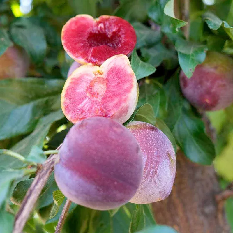 Satsuma Plum Tree