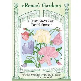 scented-pastel-sunset-heirloom-sweet-pea-seeds ‘Scented Pastel Sunset’ Heirloom Sweet Pea Seeds