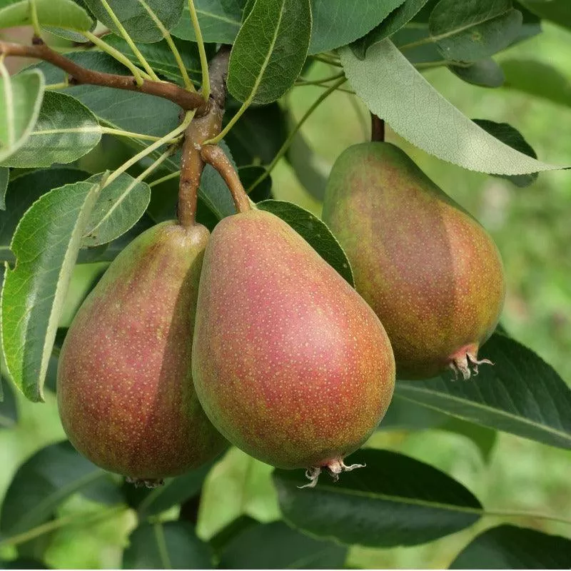 seckel-pear-tree Seckel Pear Tree