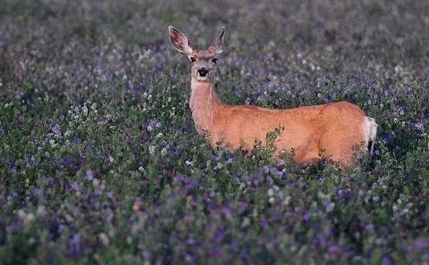 seedranch-alfalfa-food-plot-seed-1-lb SeedRanch Alfalfa Food Plot Seed - 1 Lb.