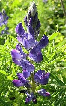 seedranch-sweet-blue-lupine-seed-1-lb SeedRanch Sweet Blue Lupine Seed - 1 Lb.