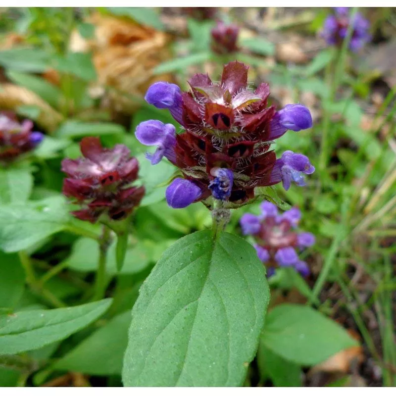 self-heal-prunella-vulgaris-seeds-organic Self Heal (Prunella vulgaris) Seeds (Organic)