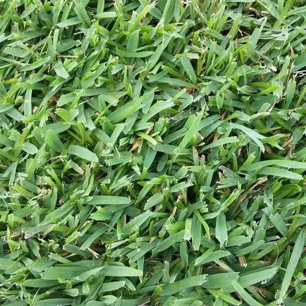 seville-st-augustine-grass-plugs Seville St Augustine Grass Plugs