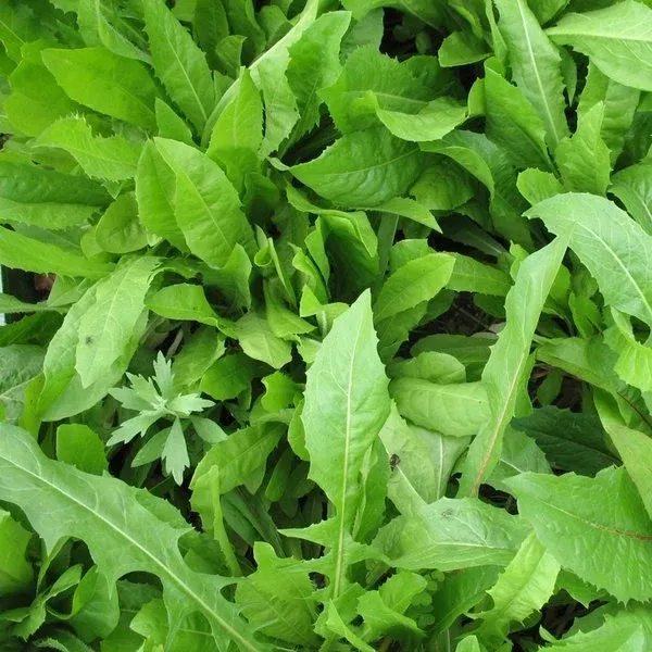 six-point-chicory-seeds Six Point Chicory Seeds