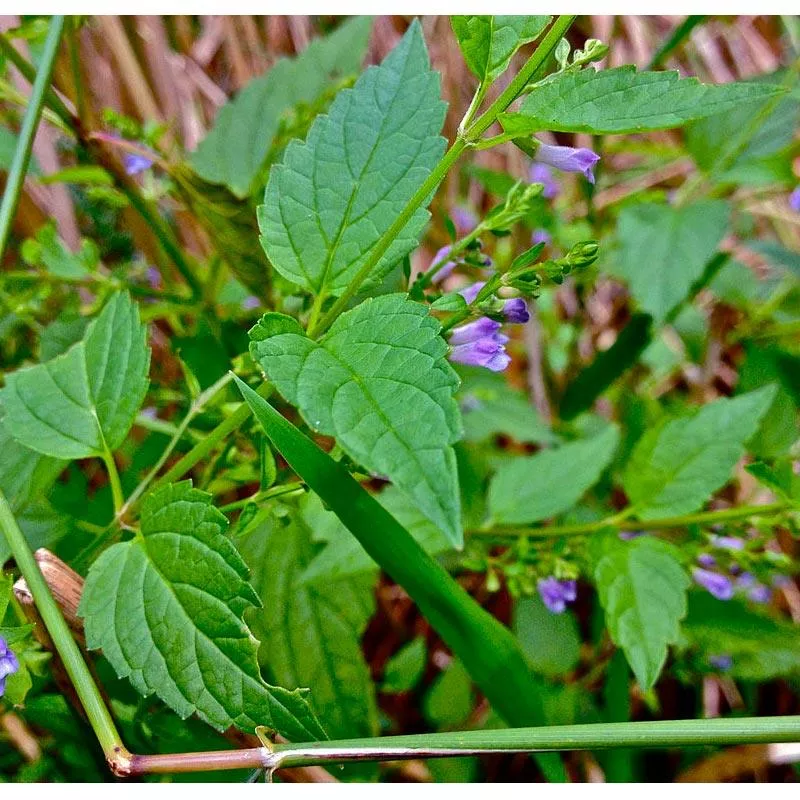 skullcap-seeds-organic Skullcap Seeds (Organic)