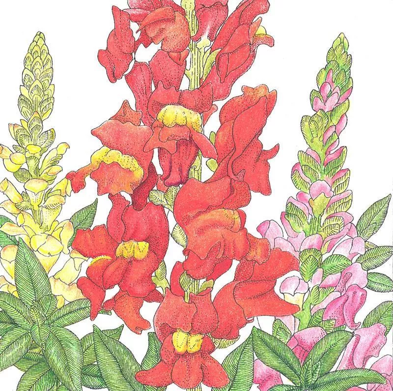 snapdragon-spurred-1-4-lb Snapdragon, Spurred (1/4 lb)