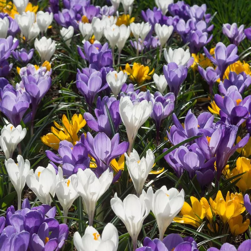snow-crocus-bulb-mix-pack-25 Snow Crocus Bulb Mix (Pack of 25)