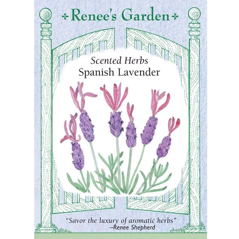 spanish-lavender-scented-herb-seeds ‘Spanish Lavender’ Scented Herb Seeds