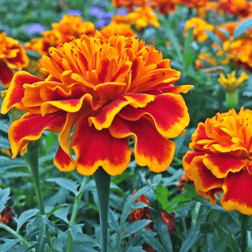 sparky-marigold-organic Sparky Marigold (Organic)