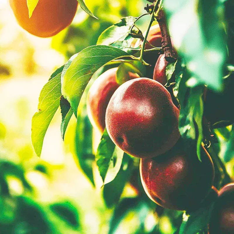 Spice Zee Nectaplum Tree