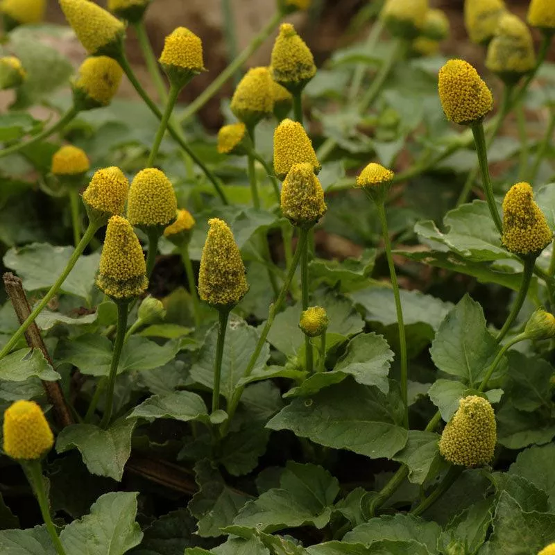 spilanthes-seeds-organic Spilanthes Seeds (Organic)