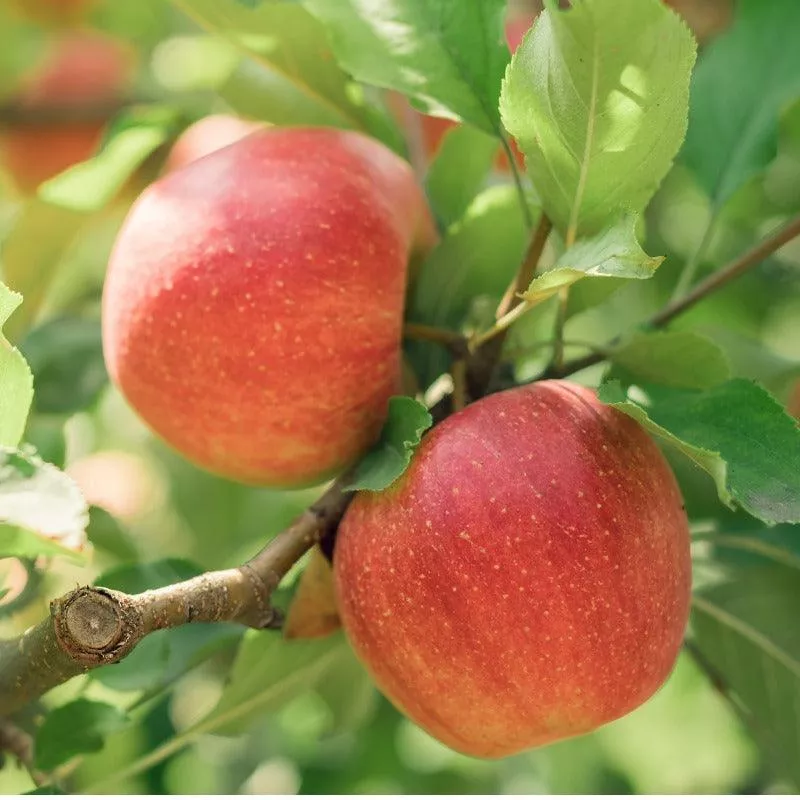 Spitzenburg Apple Tree