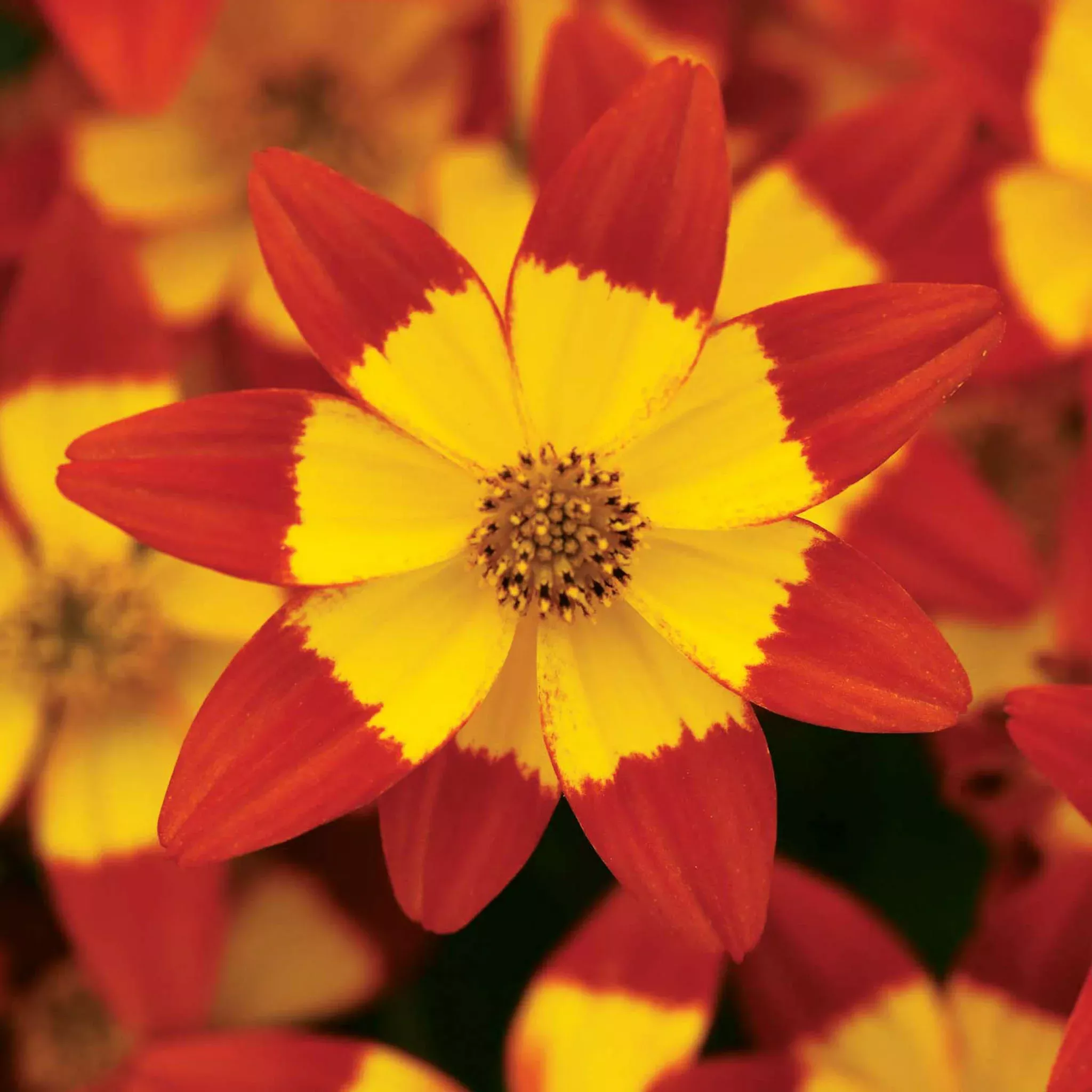 star-dancer-bidens-plants Star Dancer Bidens Plants
