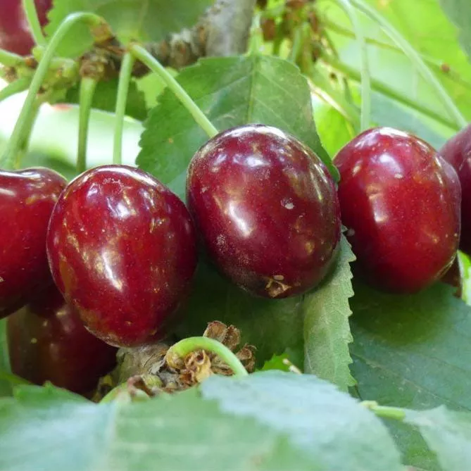 stella-cherry-tree Stella Cherry Tree