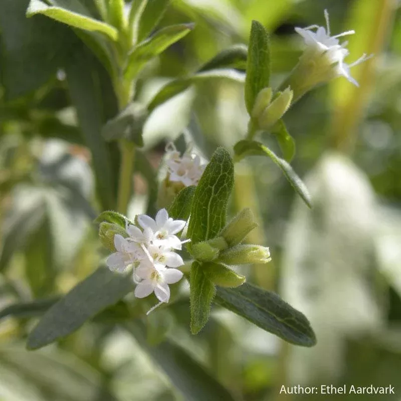 stevia-seeds-organic Stevia Seeds (Organic)
