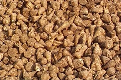 Sugar Beet Seed
