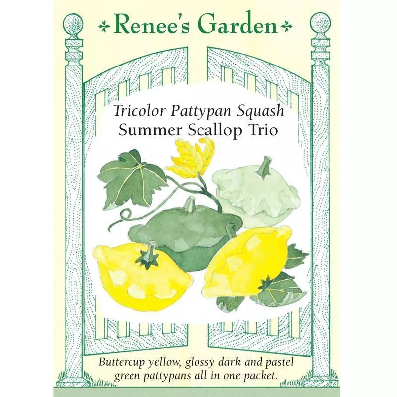 summer-scallop-trio-tricolor-pattypan-squash-seeds ‘Summer Scallop Trio’ Tricolor Pattypan Squash Seeds