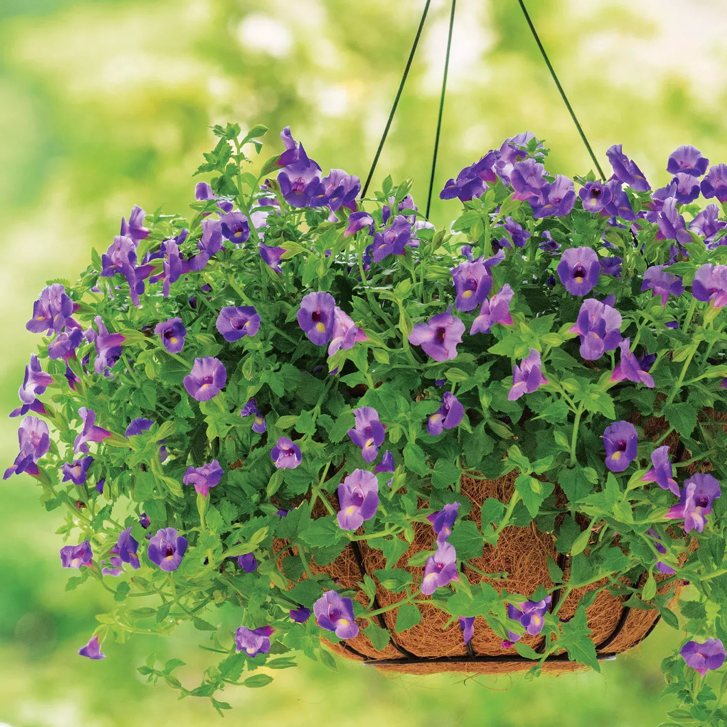 summer-wave-large-blue-torenia-plants Summer Wave Large Blue Torenia Plants