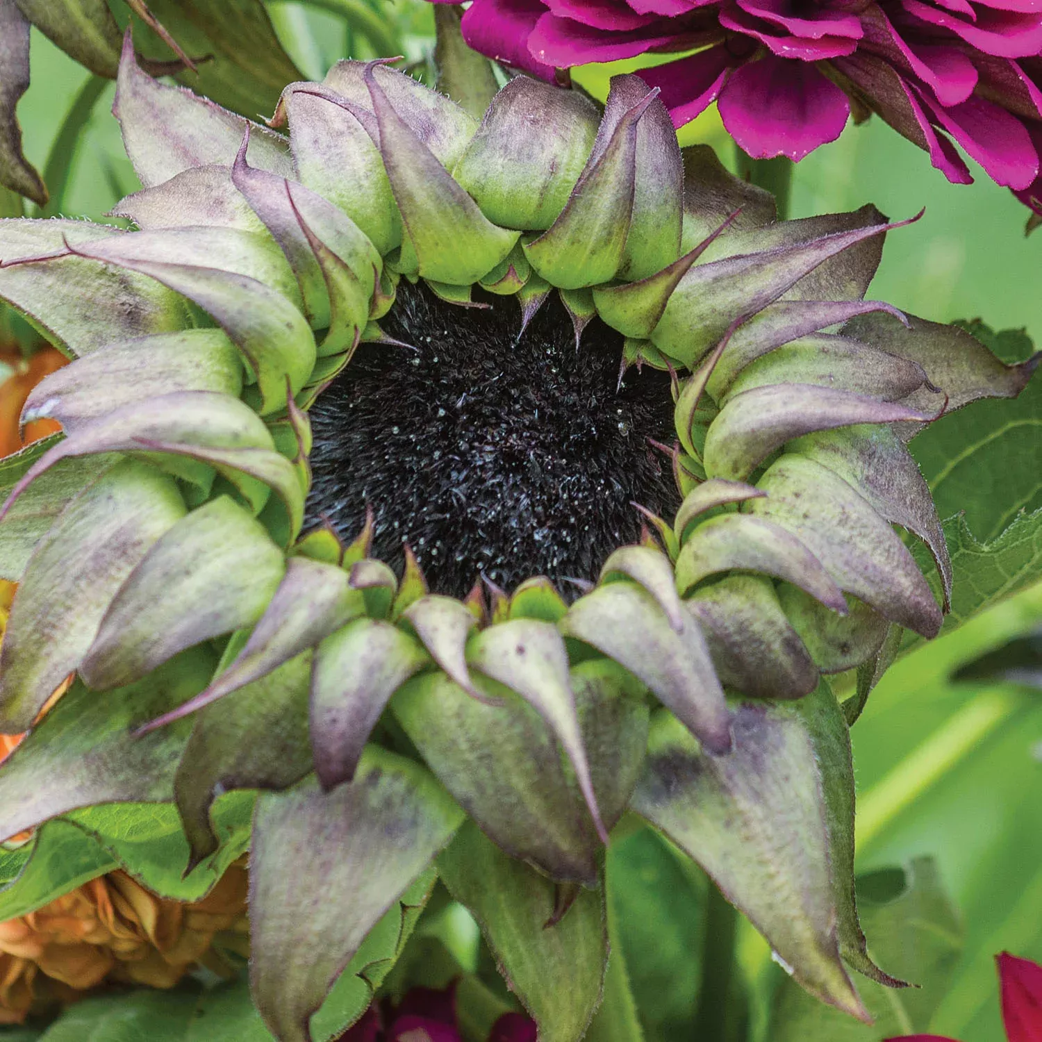 sun-fill-purple-sunflower-seeds Sun-Fill Purple Sunflower Seeds