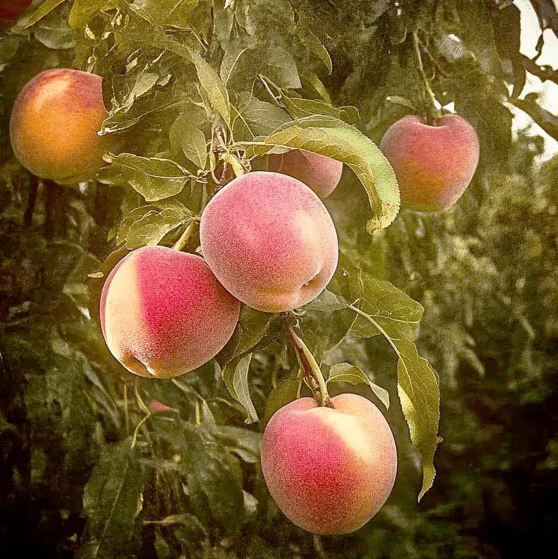 suncrest-peach-tree Suncrest Peach Tree
