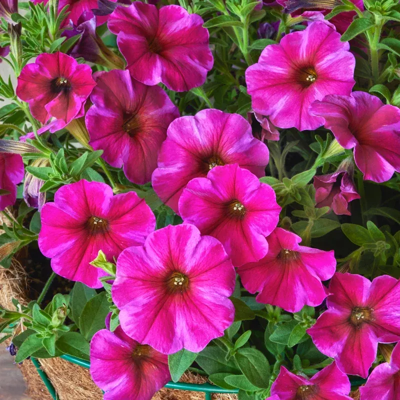 supercal-premium-rose-star-petchoa-plants Supercal Premium Rose Star Petchoa Plants