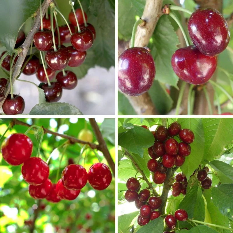 Sweet Cherry, 3 on 1 Multi Grafted Fruit Tree