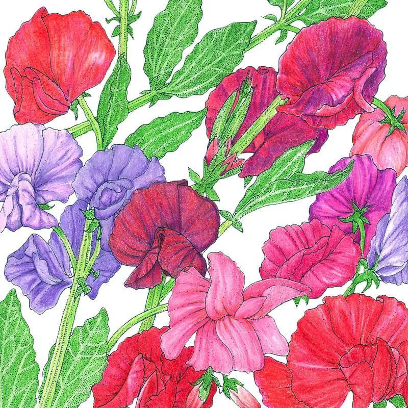 sweet-pea-old-spice-mix-1-4-lb Sweet Pea, Old Spice Mix (1/4 lb)