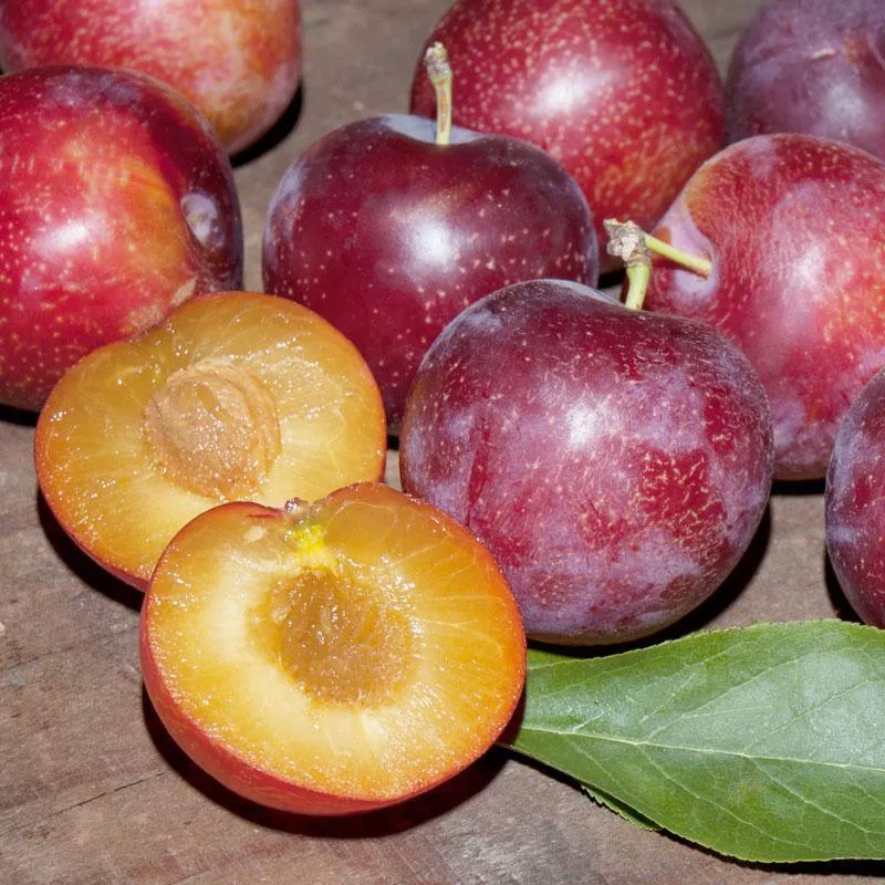 sweet-treat-pluerry-tree Sweet Treat Pluerry Tree