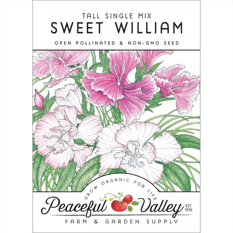 sweet-william-pack Sweet William (pack)