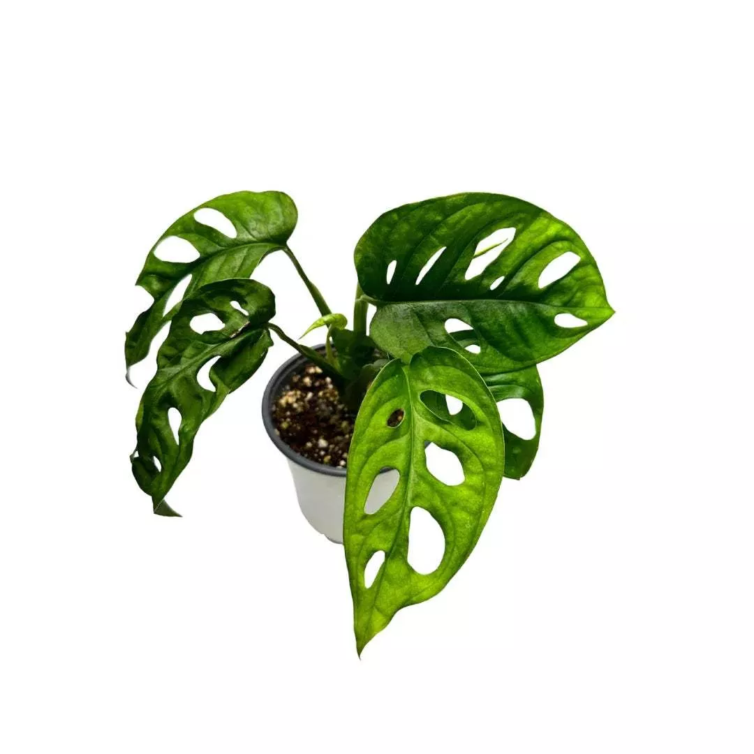 swiss-cheese-plant-monstera-adansonii-live-houseplant Swiss Cheese Plant (Monstera adansonii) – Live Houseplant: