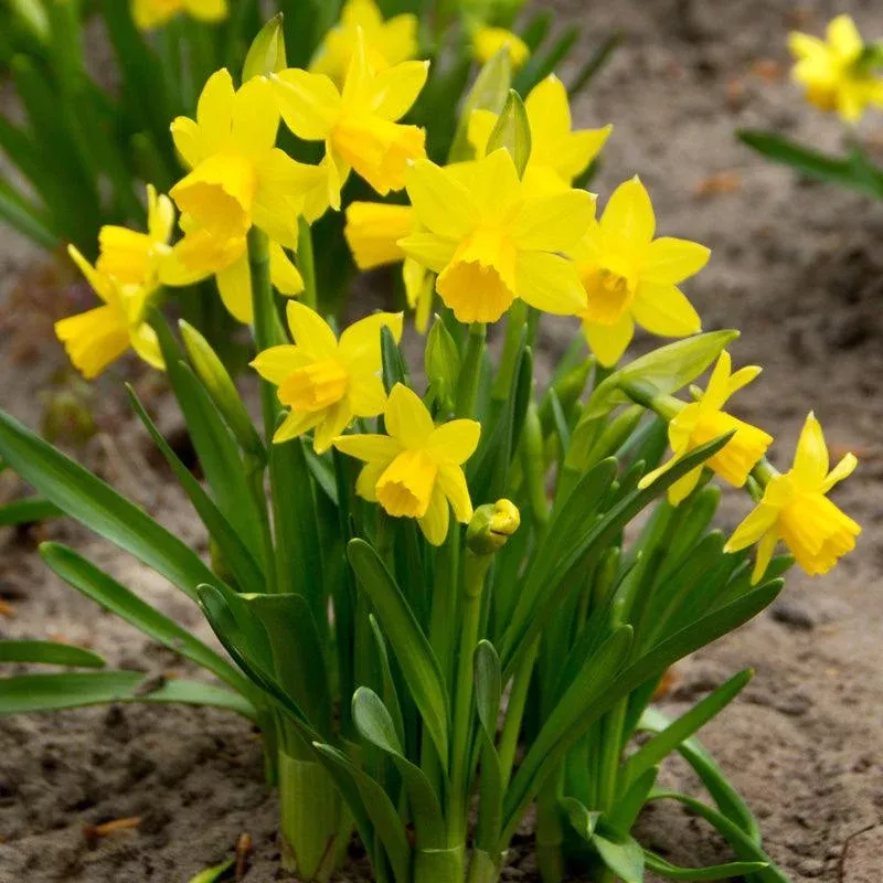 tete-tete-daffodil-bulbs-pack-16 Tete -a- Tete Daffodil Bulbs (Pack of 16)