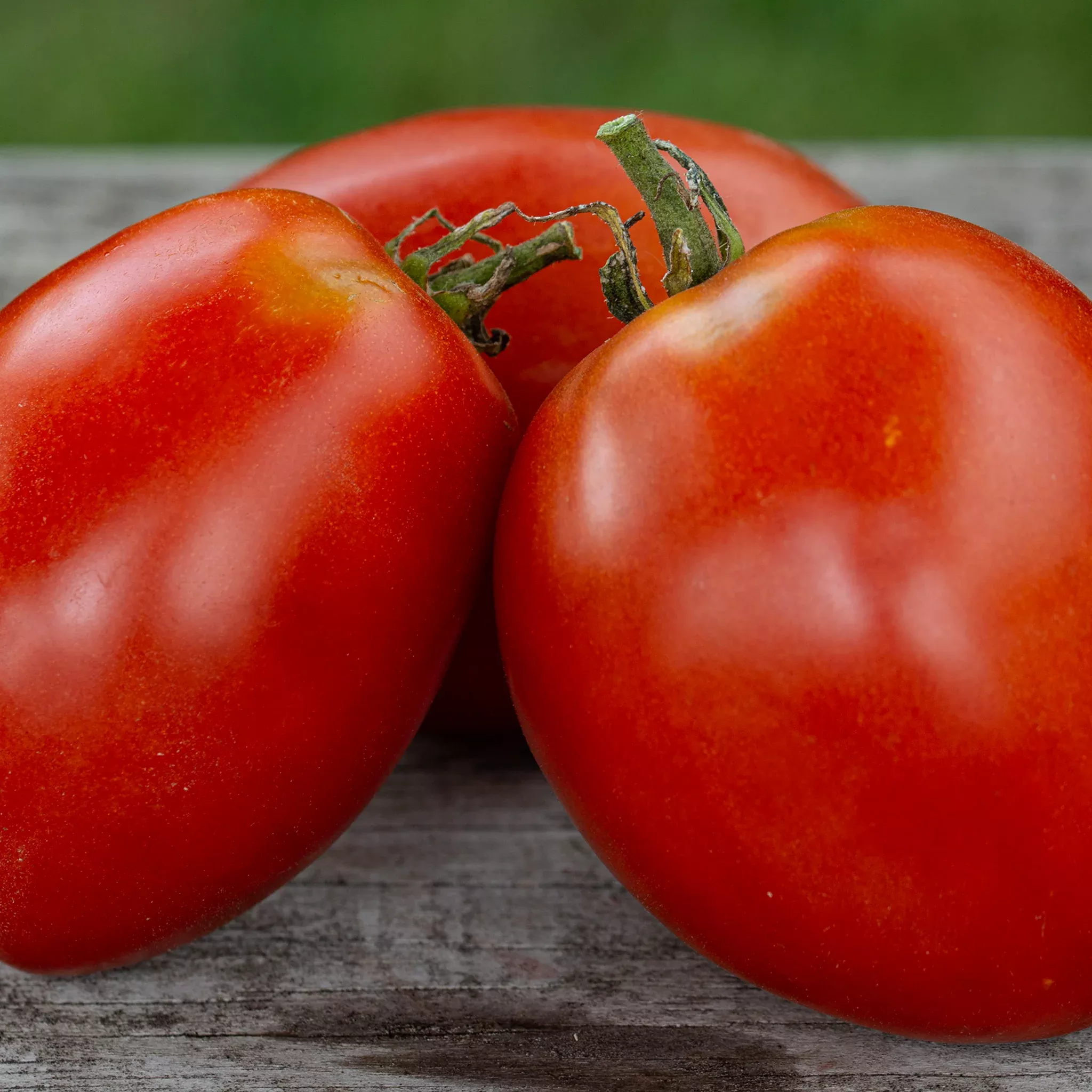 tomato-amish-paste Tomato, Amish Paste