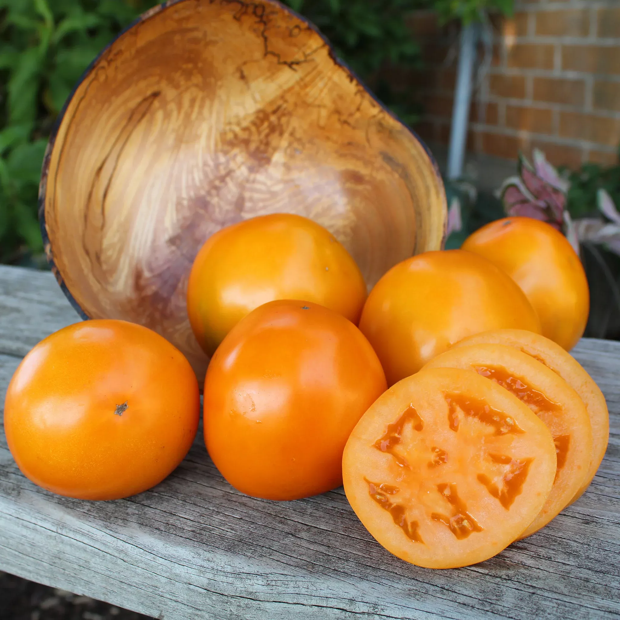 tomato-carolina-gold-hybrid Tomato, Carolina Gold Hybrid