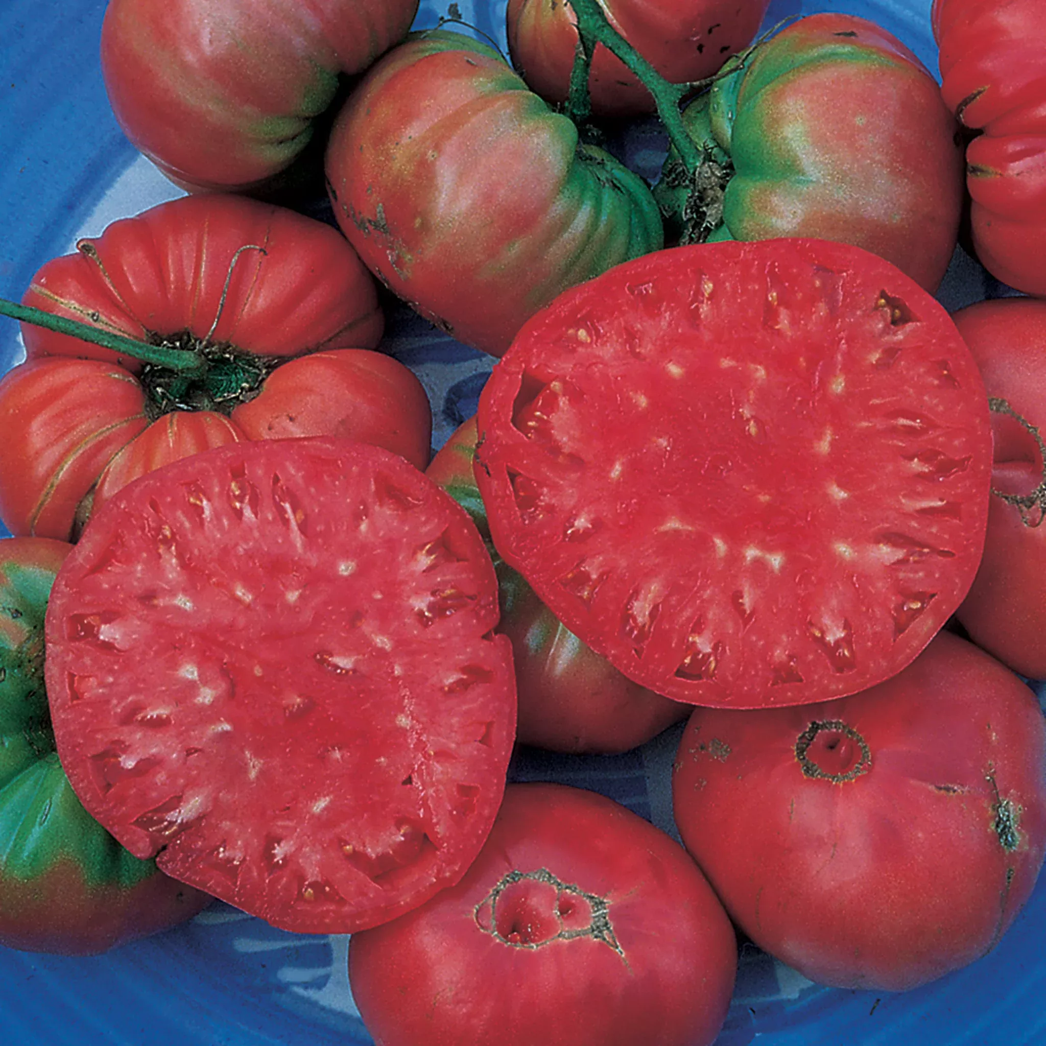 tomato-giant-belgium Tomato, Giant Belgium